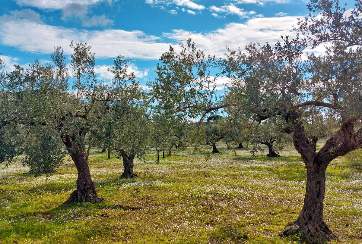 Sicarib_home_azioni_img_01